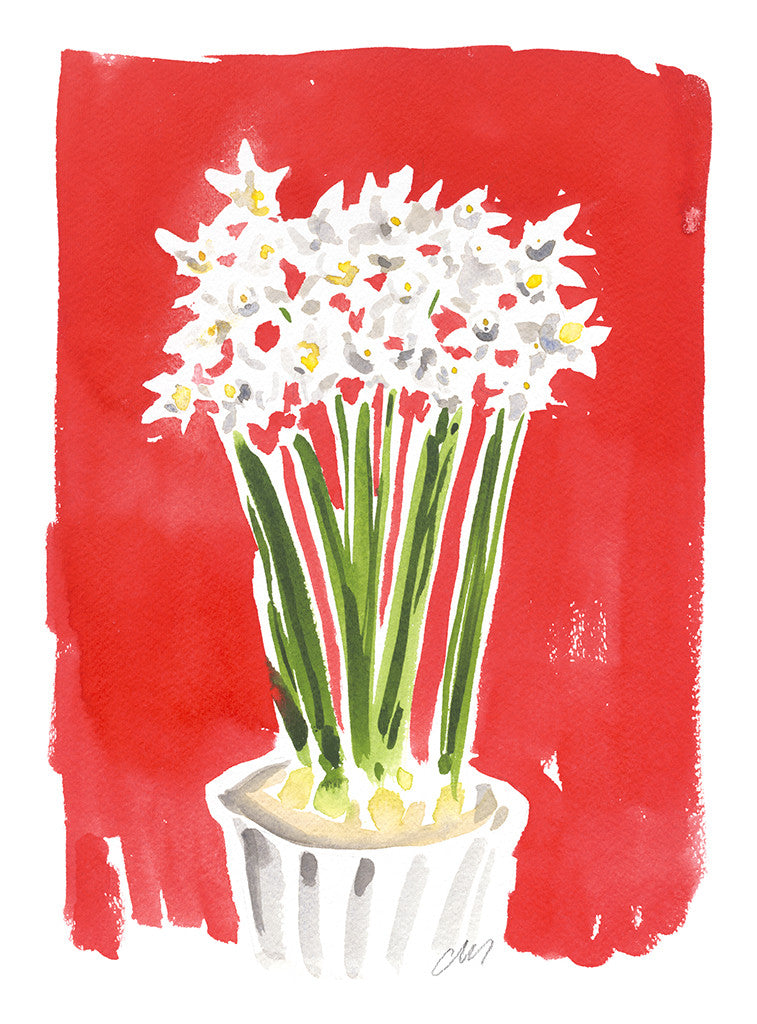 Paperwhites // Caitlin McGauley
