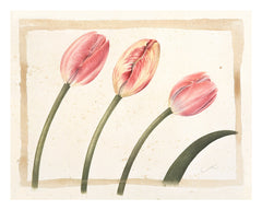 Three Tulips // Gertrude Hamilton