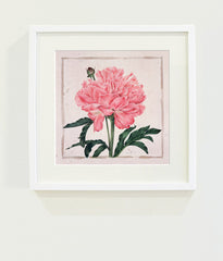 The Pink Peony // Gertrude Hamilton