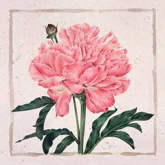 The Pink Peony // Gertrude Hamilton