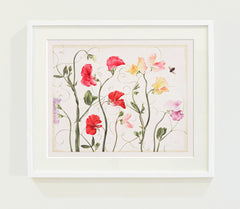 Sweet Peas // Gertrude Hamilton