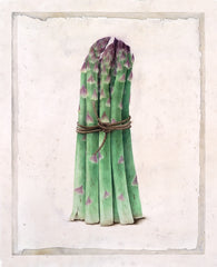 Asparagus // Gertrude Hamilton