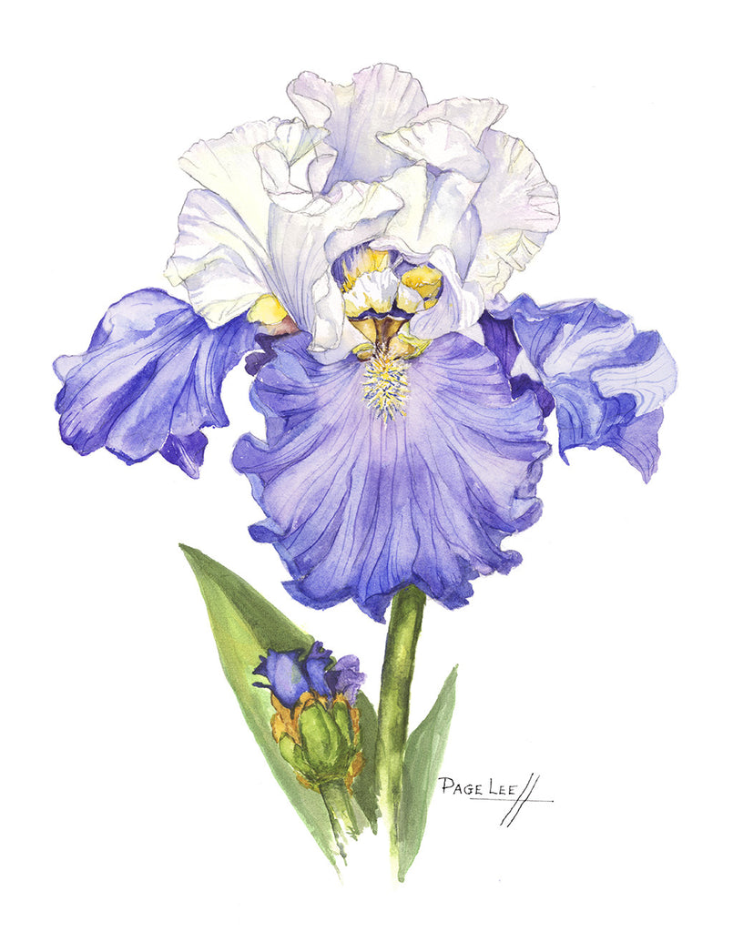 Blue and White Sultan Iris // Page Lee Hufty
