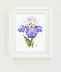 Blue and White Sultan Iris // Page Lee Hufty