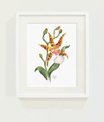 Odontoglossum Orchid // Page Lee Hufty