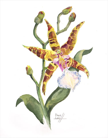 Odontoglossum Orchid // Page Lee Hufty