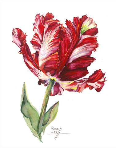Red Estella Tulip // Page Lee Hufty