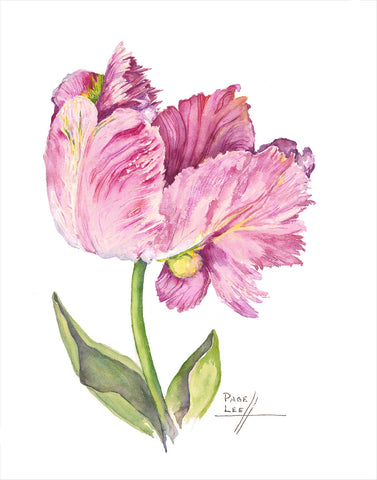Pink Parrot Tulip // Page Lee Hufty
