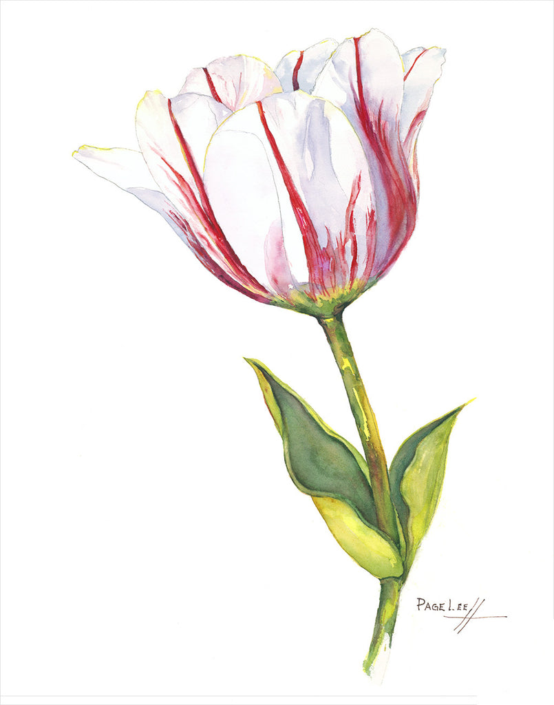 Sorbet Tulip // Page Lee Hufty