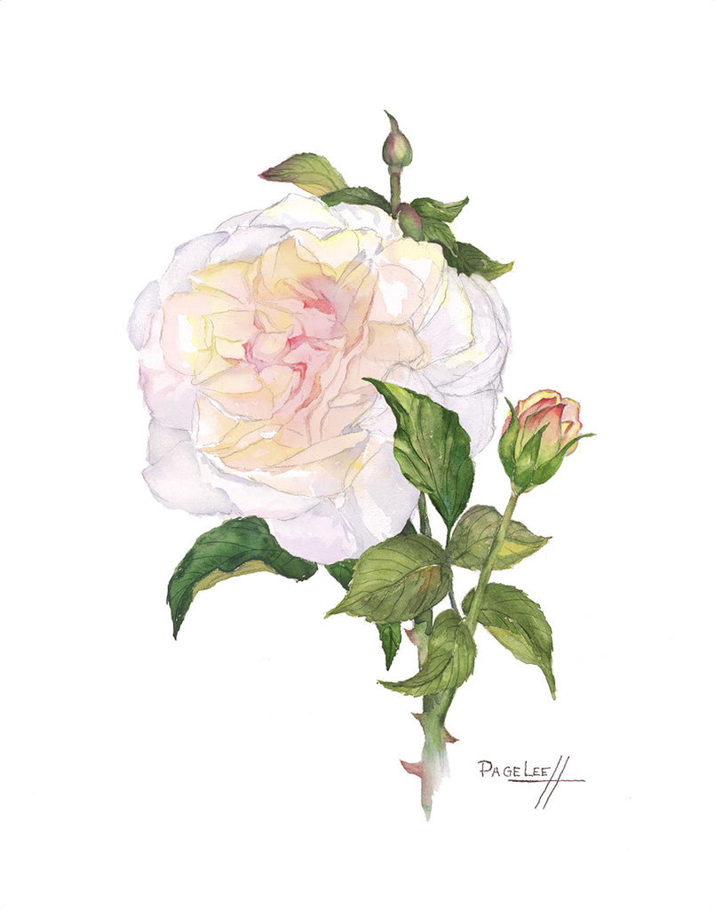 White Rose  // Page Lee Hufty