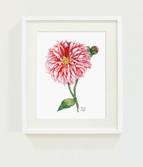 Santa Claus Dahlia // Page Lee Hufty