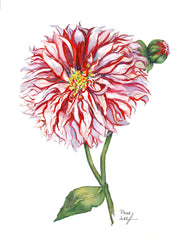 Santa Claus Dahlia // Page Lee Hufty