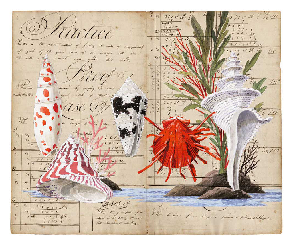 Harrison Howard Red Thorny Oyster