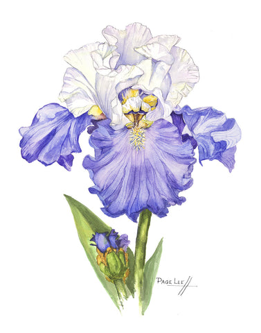 Blue and White Sultan Iris // Page Lee Hufty