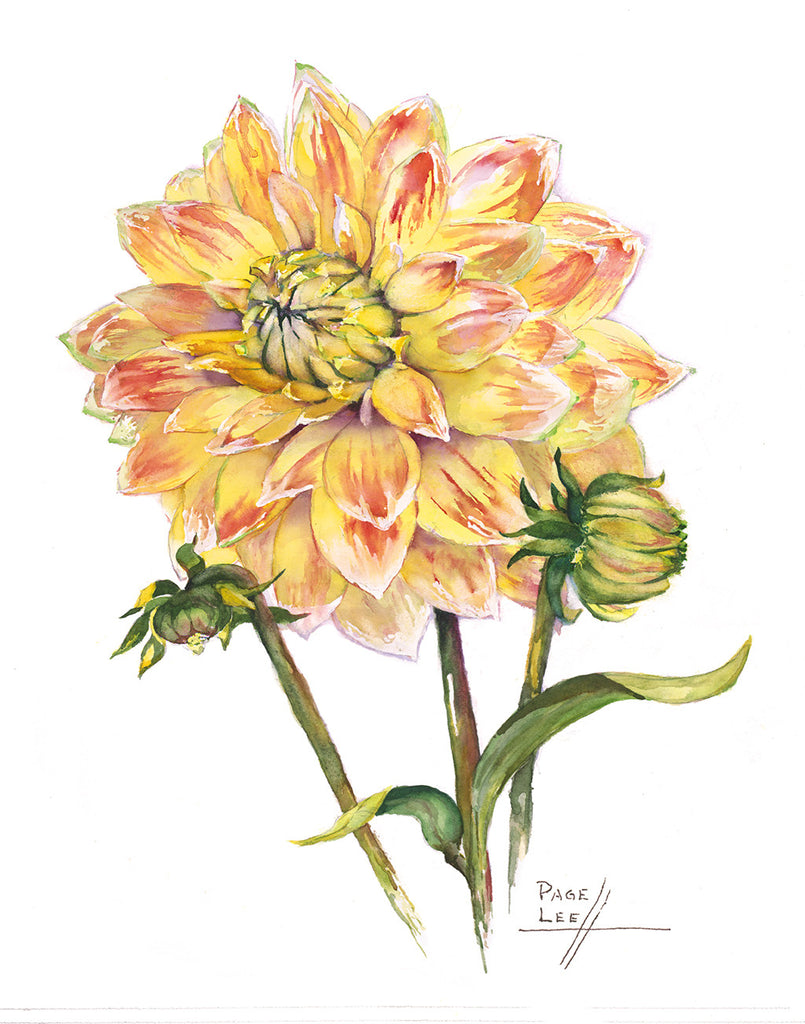Page Lee Hufty Limited Edition Botanical Print Tiger Flower Studio