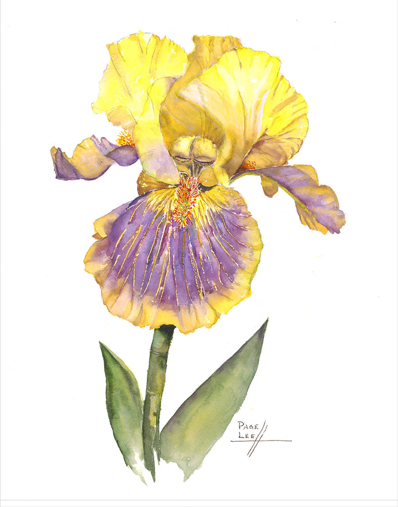 Supreme Sultan Iris // Page Lee Hufty