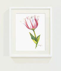 Sorbet Tulip // Page Lee Hufty